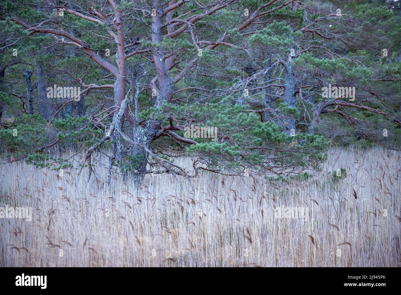 Pini caledoni nella foresta di Rothiemurcus, Cairngorms, Scozia, Regno Unito Foto Stock