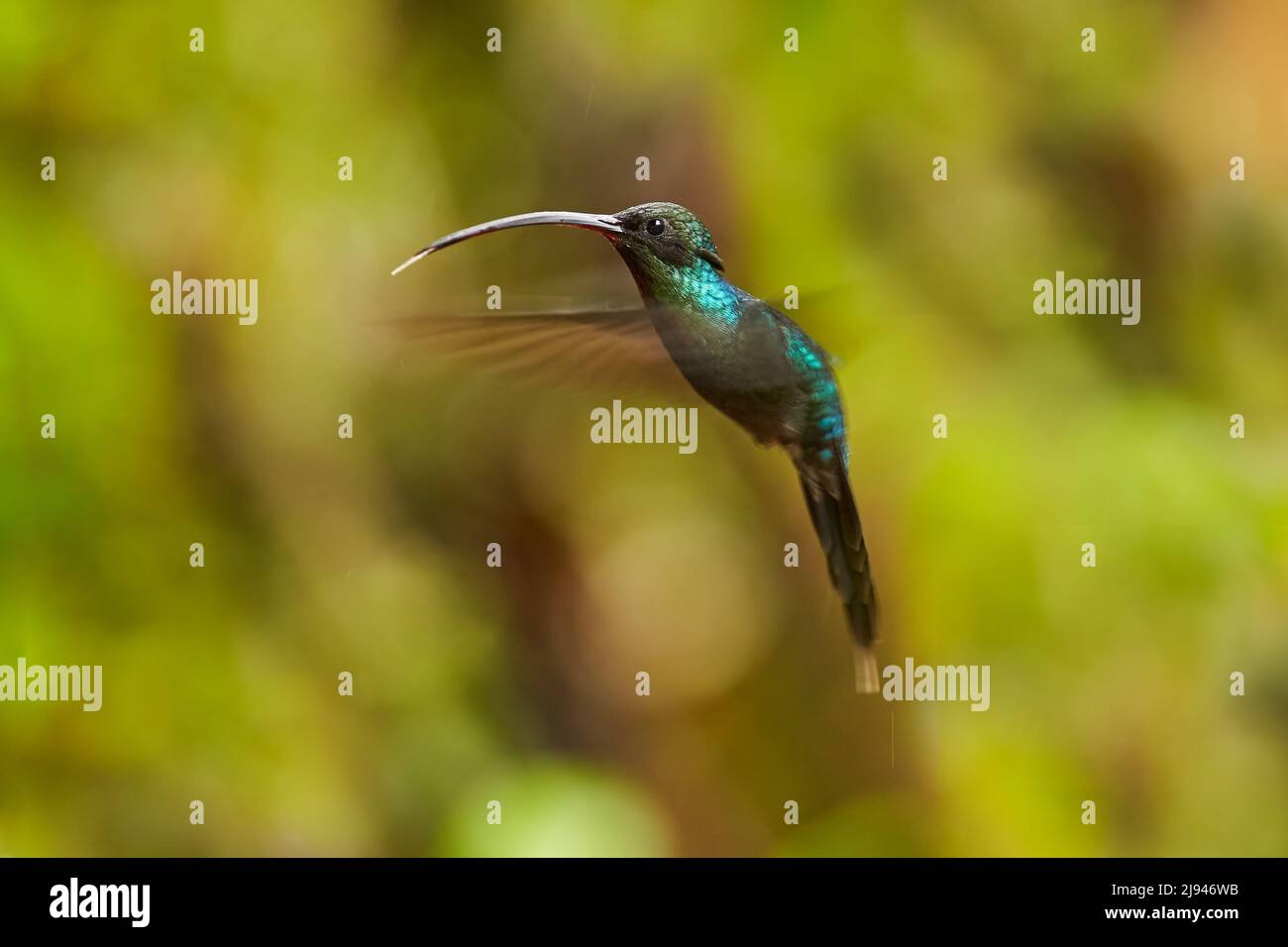 Hermit verde, ragazzo Phaethornis, hummingbird raro dalla Costa Rica, uccello verde volare accanto al bel fiore rosso con la pioggia, scena di alimentazione azione in gre Foto Stock