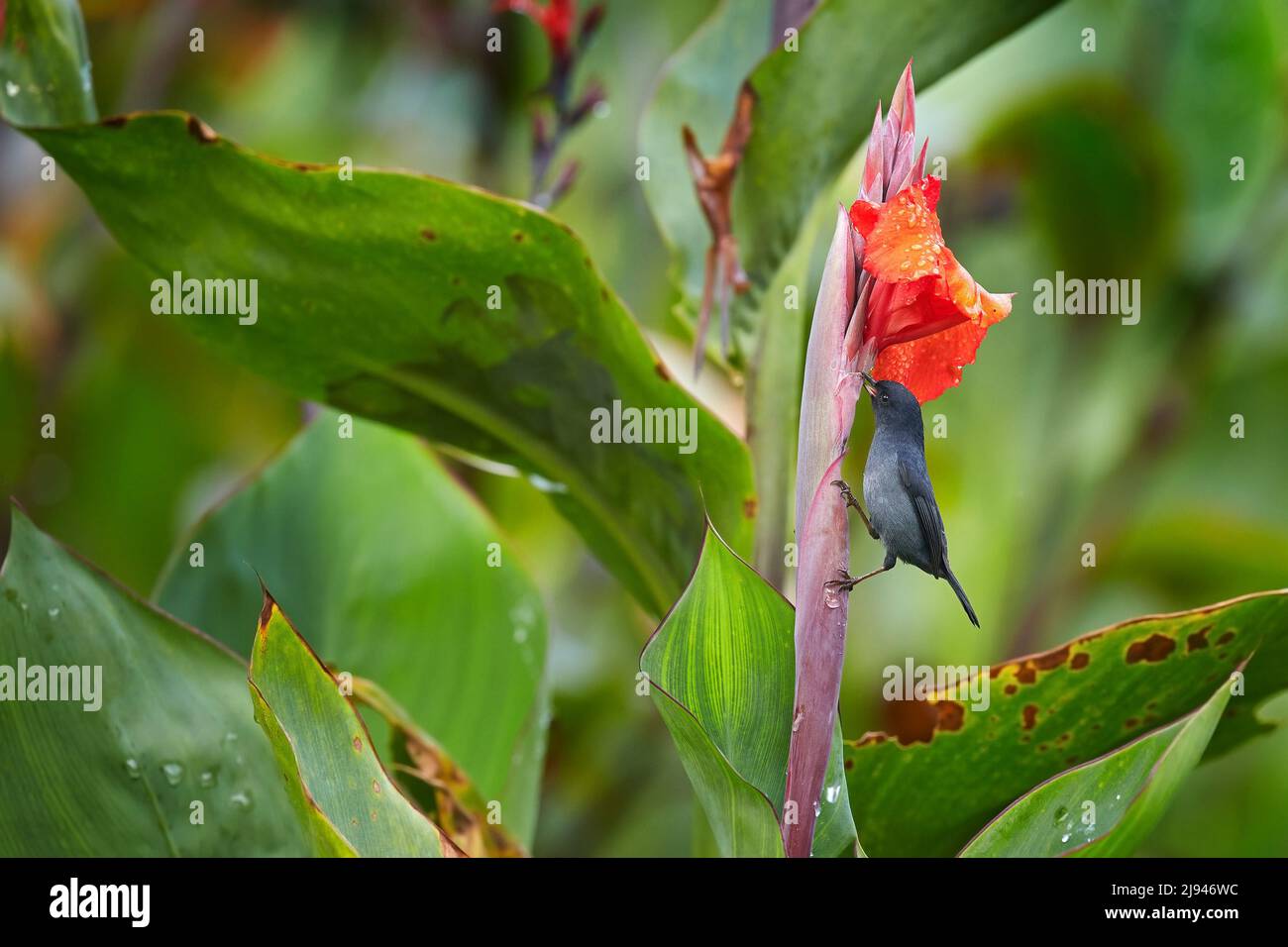Flowerpiercer lucido, Diglossa lafresnayii, uccello nero con becco curvo sittin sul fiore arancione. Animale esotico dal Costa Rica. Uccello con flusso rosso Foto Stock