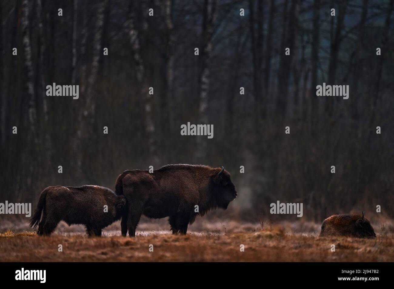 Mandria di bisonti nella foresta autunnale, scena soleggiata con grande animale marrone nell'habitat naturale, foglie gialle sugli alberi, Bialowieza NP, Polonia. Fauna selvatica Foto Stock