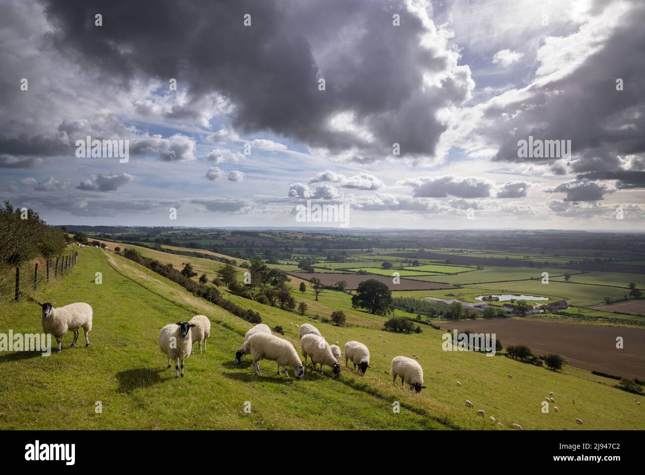 Sheep su Corton Ridge, Somerset, Inghilterra, Regno Unito Foto Stock