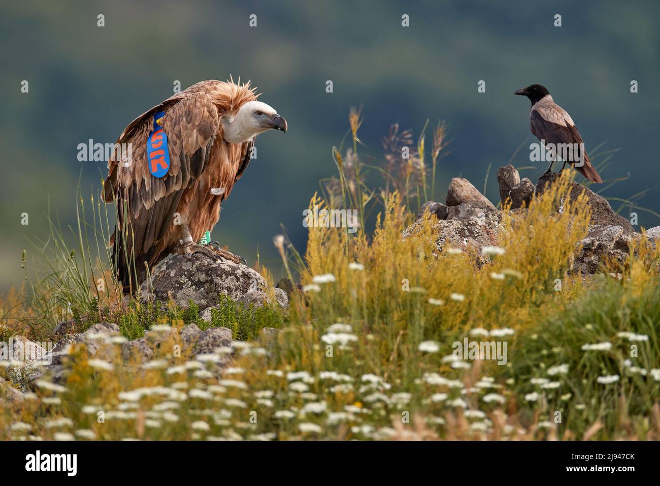 Griffon Vulture, Gyps fulvus, grandi rapaci seduti su montagna rocciosa, habitat naturale, Madzarovo, Bulgaria, Rodopi orientali. Fauna selvatica dai Balcani Foto Stock