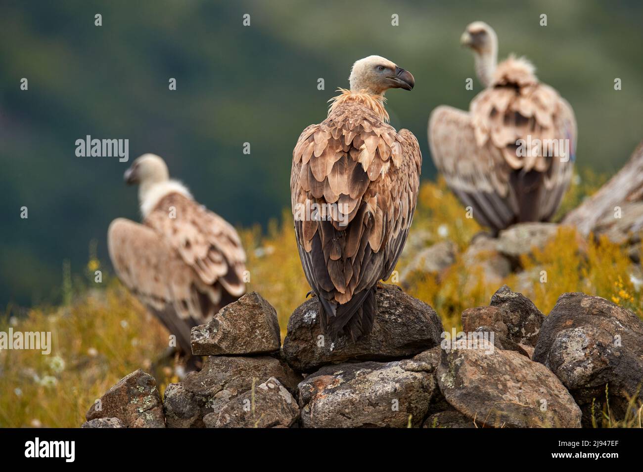 Griffon Vulture sulla roccia, Bulgaria. Foto Stock