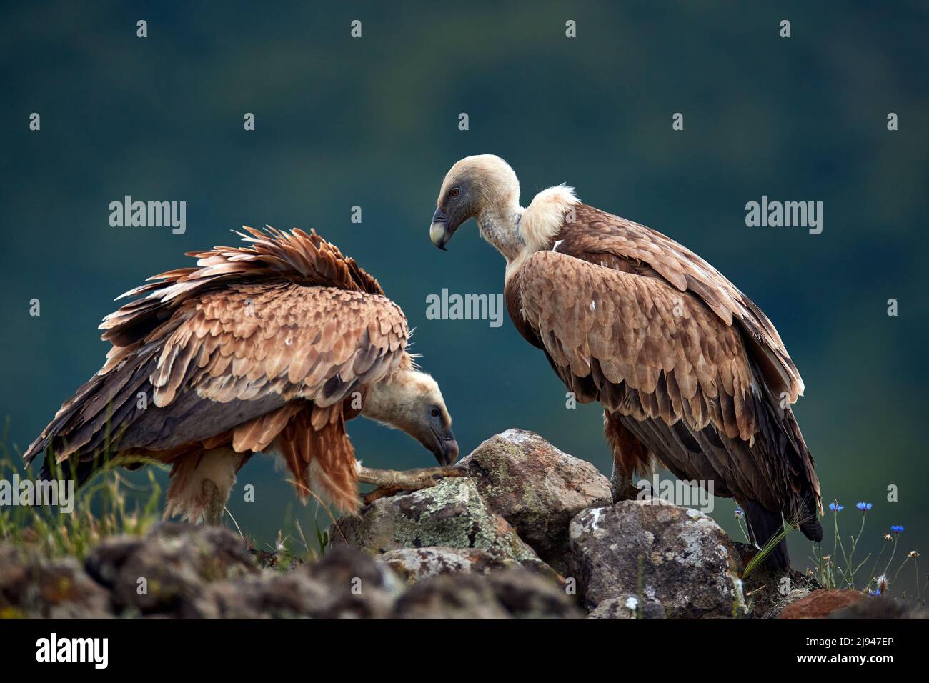 Due avvoltoi, coppia. Griffon Vulture, Gyps fulvus, grandi rapaci seduti su montagne rocciose, habitat naturale, Madzarovo, Bulgaria, Rhodopi orientali. Foto Stock
