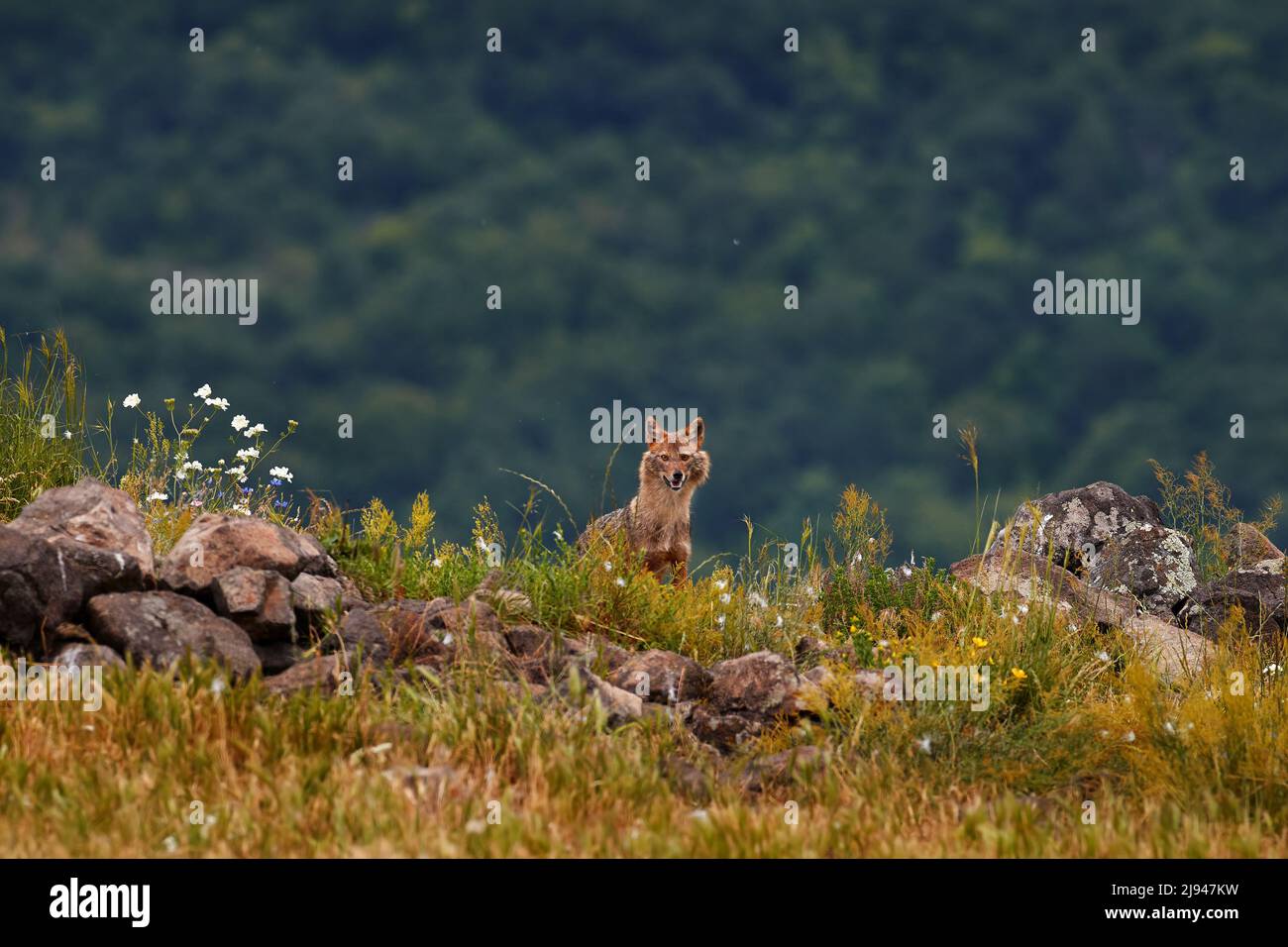 Jackal in natura, Romania. Jackal d'oro, Canis aureus, scena di alimentazione sul prato, Europa. Fauna selvatica dai Balcani. Animale di montagna nell'habitat naturale w Foto Stock