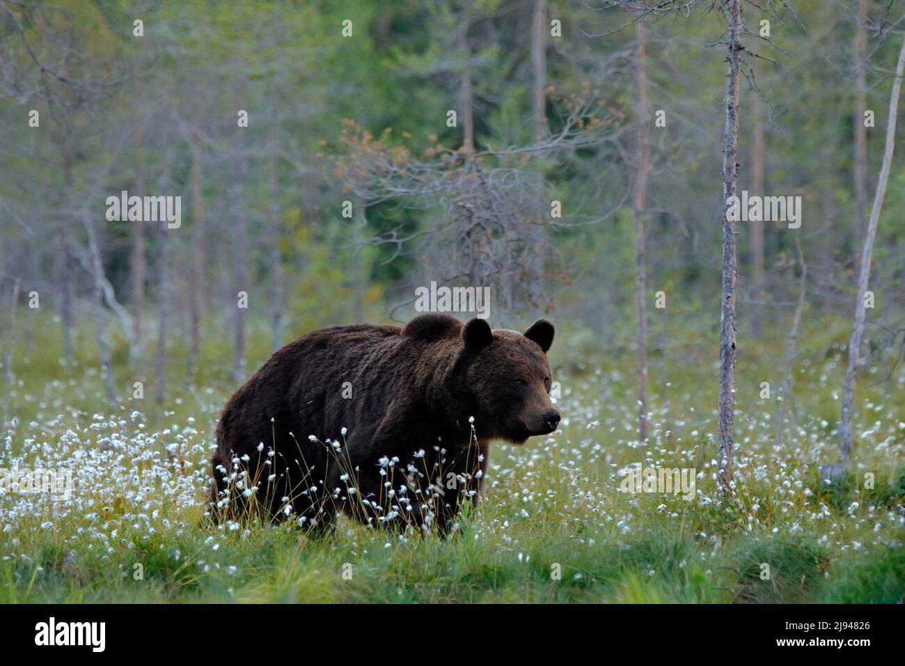 Orso con foresta estiva, ampio angolo con habitat. Bellissimo orso bruno che cammina intorno al lago, colori autunnali. Grande pericolo animale in habitat. Scena della fauna selvatica Foto Stock