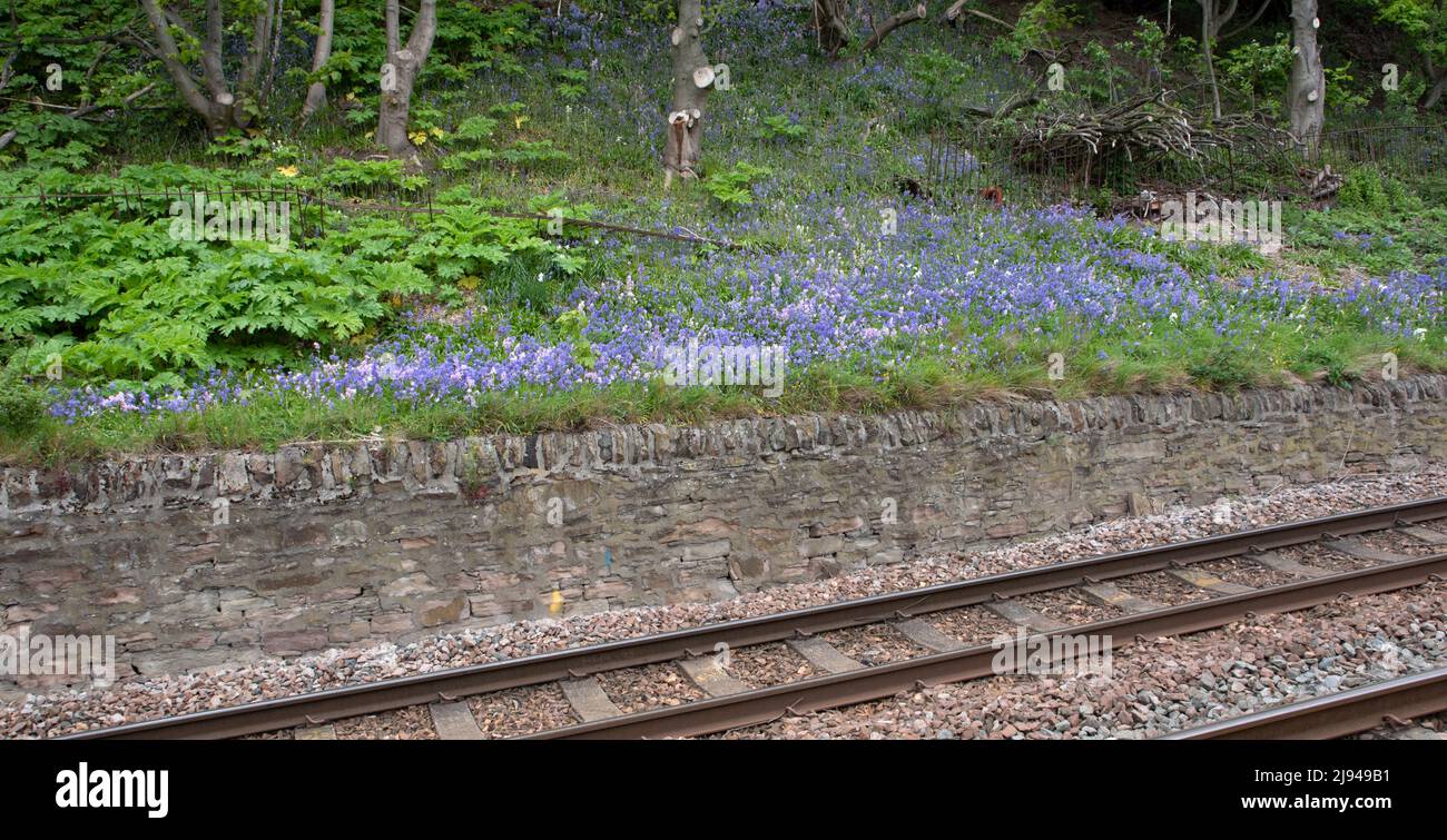 Bluebells su un argine ferroviario vicino a Dundee Foto Stock