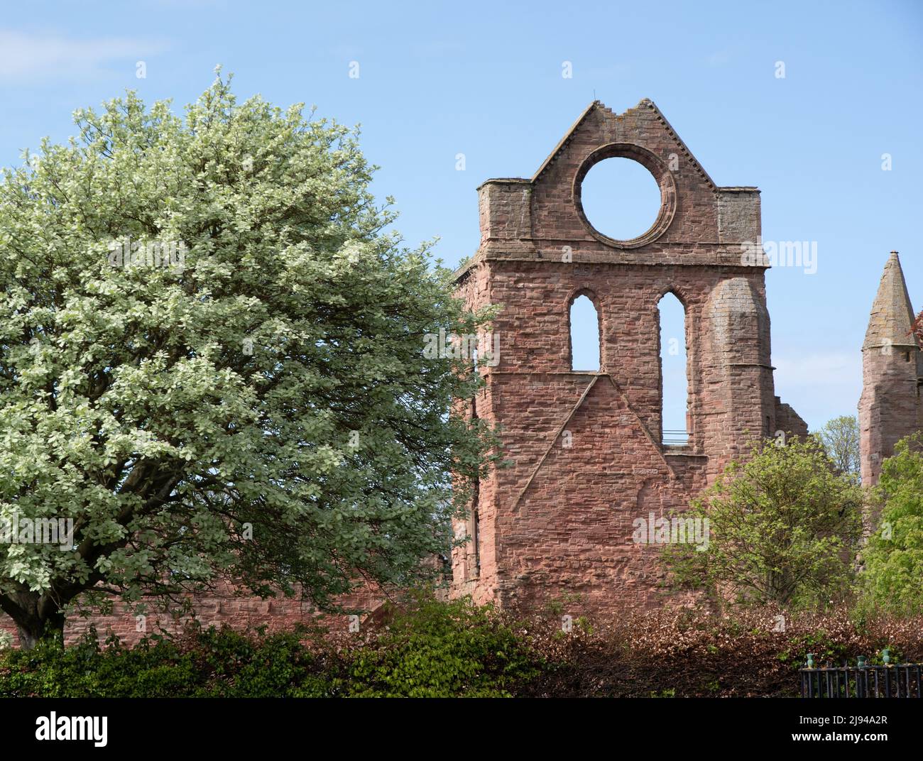 Arbroath Abbey il transetto sud e la finestra rotonda utilizzati come guida per i marinai Foto Stock