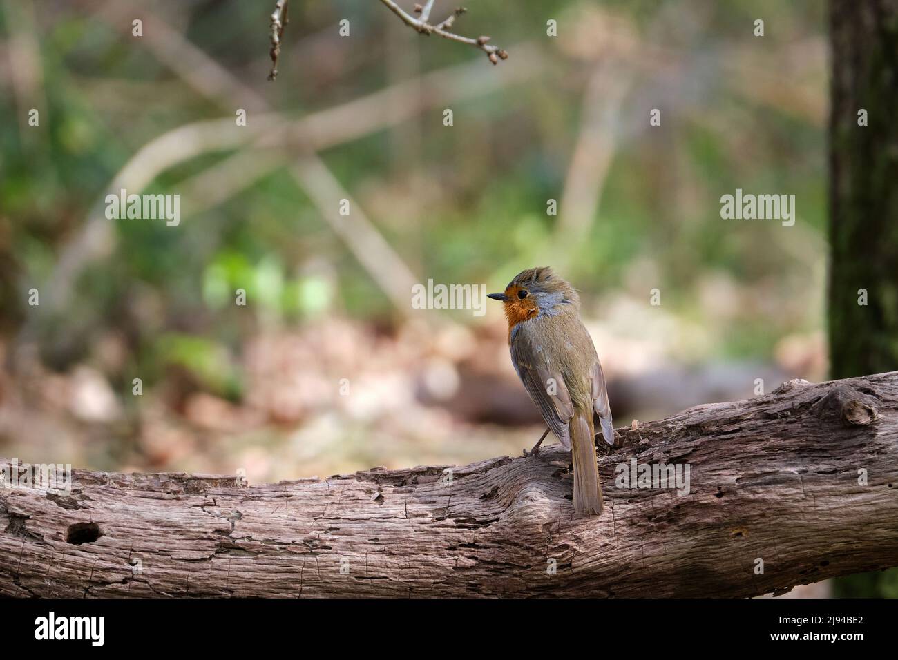 European Red Robin o Erithacus rubecula. Robin su un ramo sul pavimento della foresta. Sole di primavera. Sfondo sfocato. Paesi Bassi Aprile 2022 Amersf Foto Stock