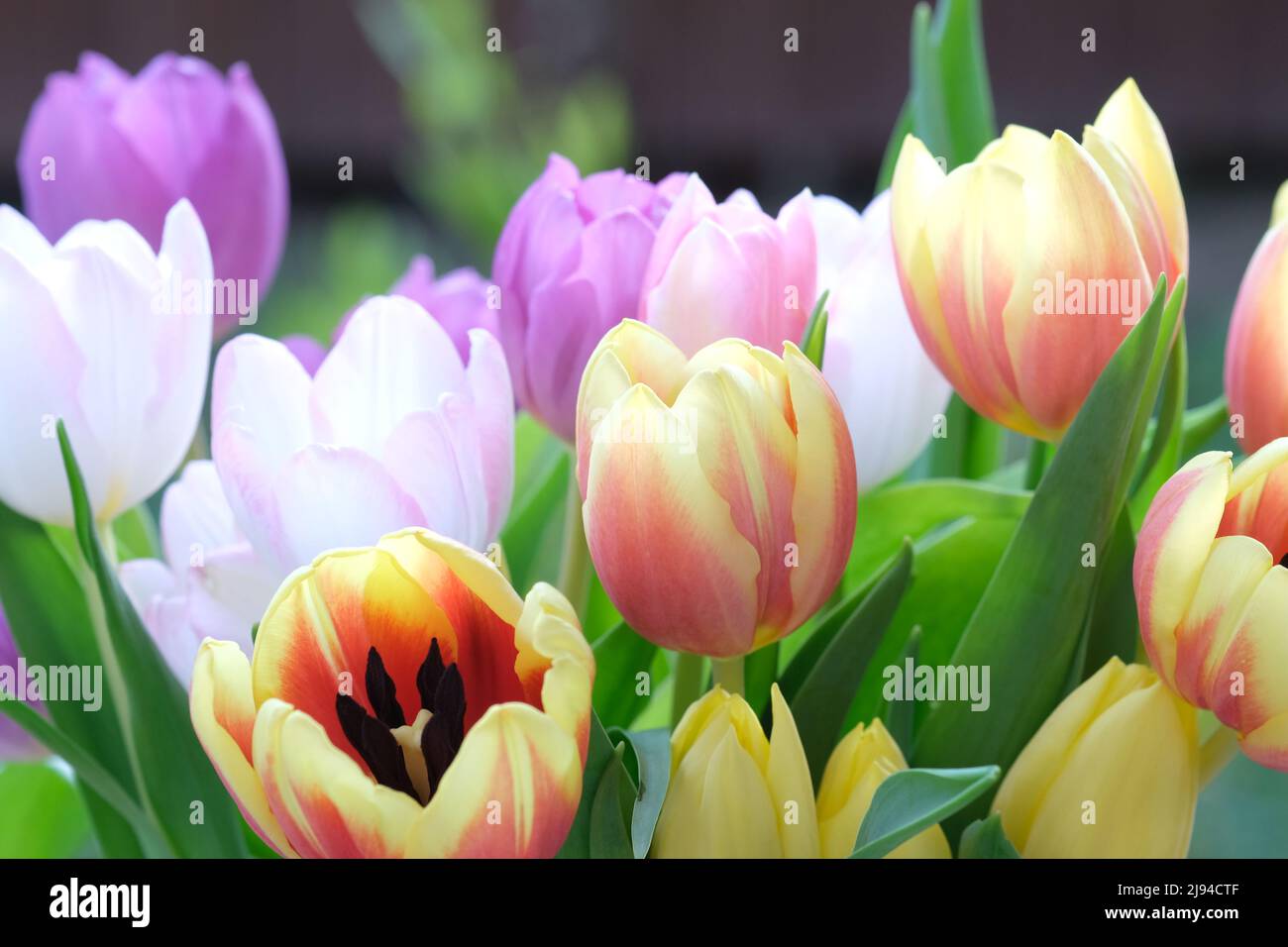 Mazzo multicolore di fiori di tulipano primo piano, fuoco selettivo. Sfondo natura sfocato. Bouquet di tulipani con fiori di diverso colore pastello. . Foto di alta qualità Foto Stock