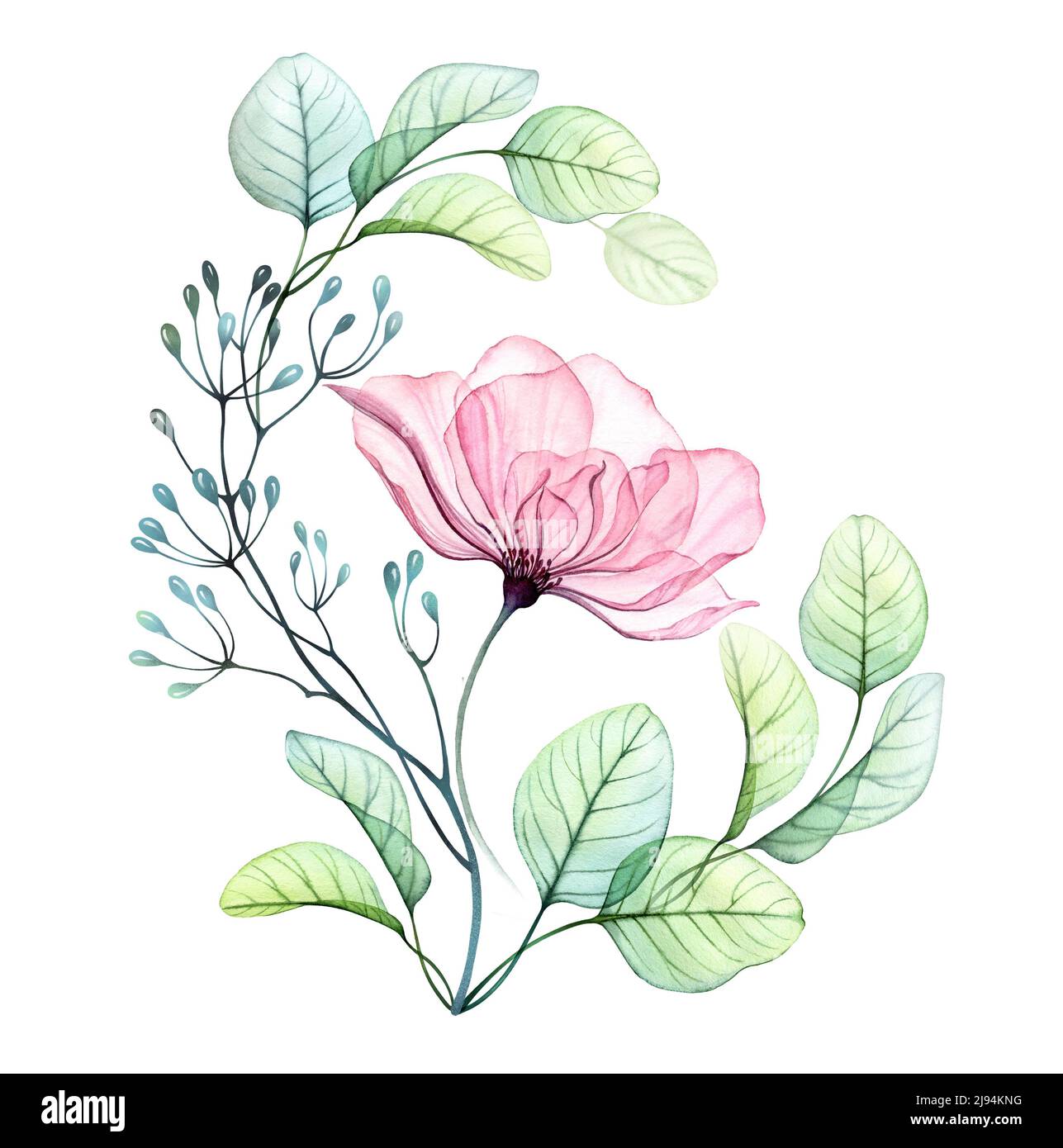 Disposizione astratta trasparente di fiori rosa e foglie di eucalipto. Rosa in una corona di verde. Acquerello disegno a mano illustrazione isolato Foto Stock