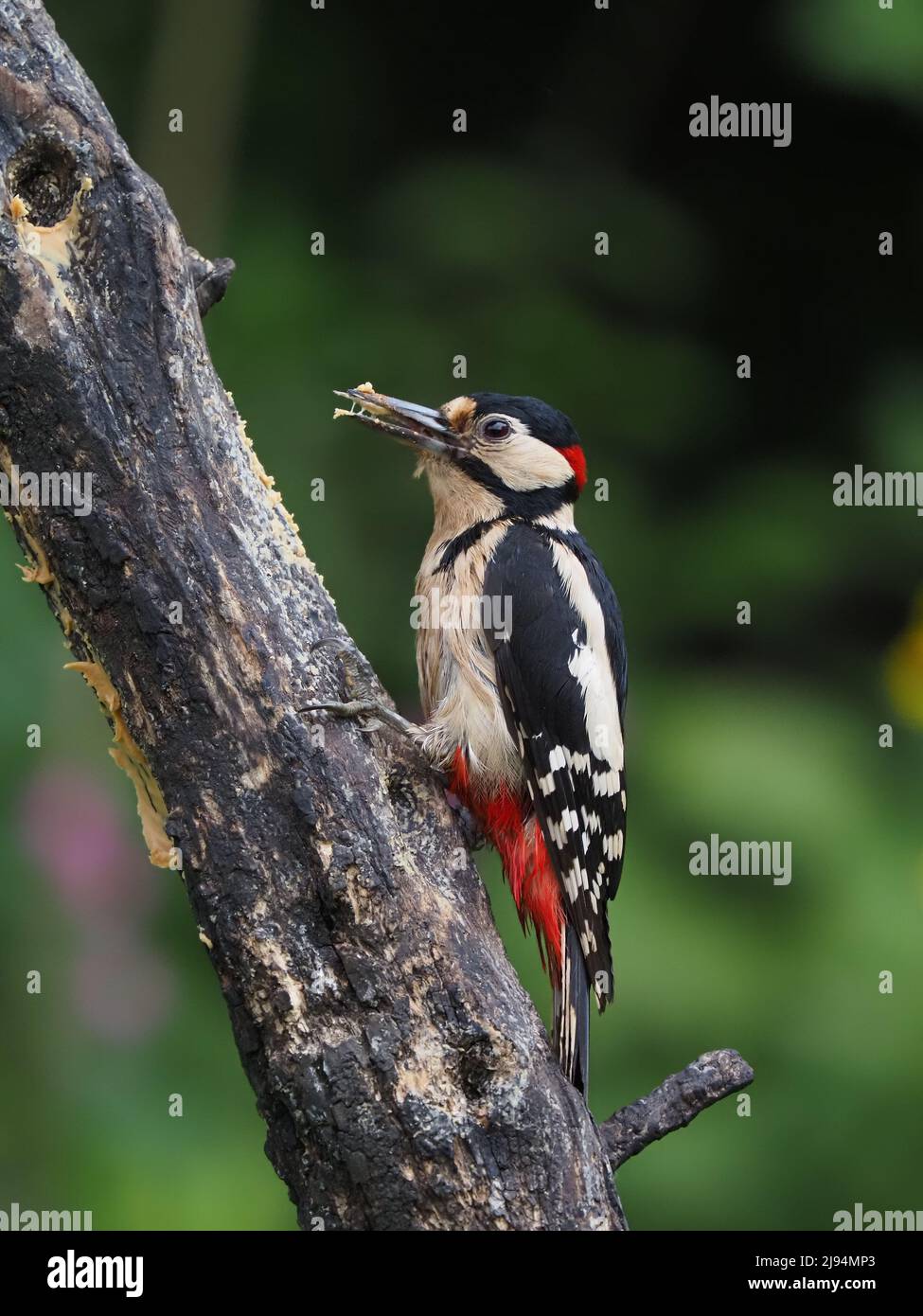 Mi piace nutrire gli uccelli locali nel mio giardino molti dei quali hanno un piacere per il burro di arachidi in offerta. Foto Stock