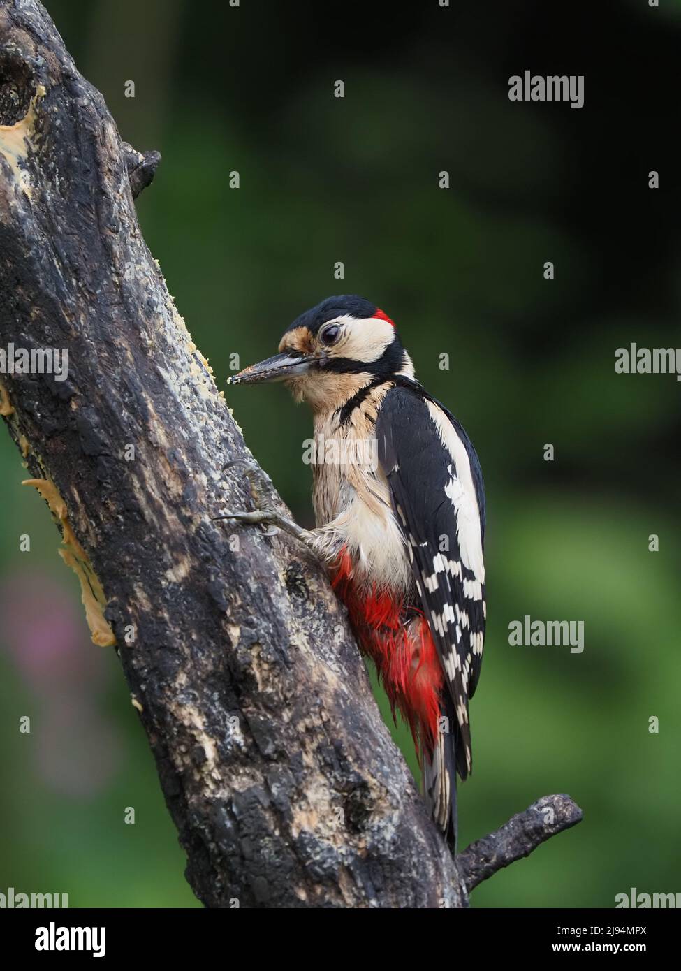 Mi piace nutrire gli uccelli locali nel mio giardino molti dei quali hanno un piacere per il burro di arachidi in offerta. Foto Stock