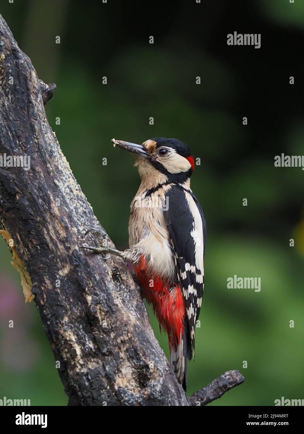 Mi piace nutrire gli uccelli locali nel mio giardino molti dei quali hanno un piacere per il burro di arachidi in offerta. Foto Stock