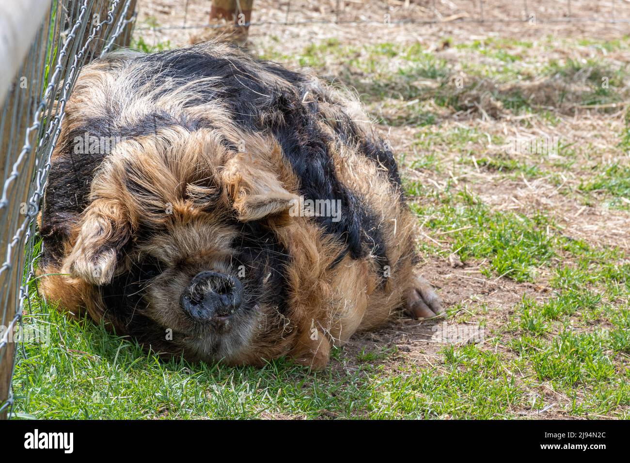 Kunekune maiale, che si stenderà nella sua penna Foto Stock