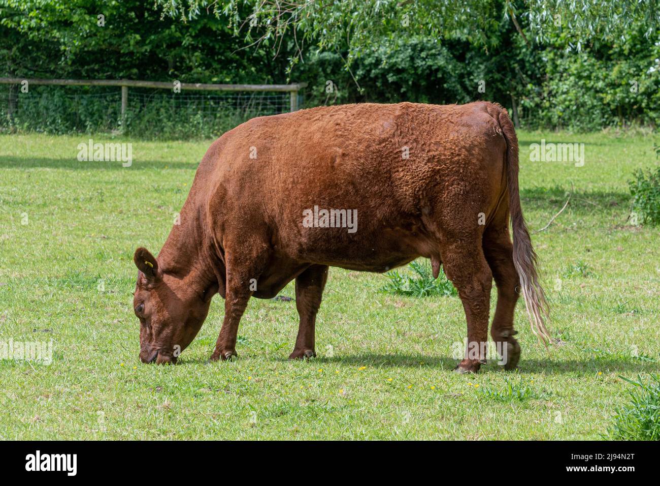 Mucca di Devon rosso rubino in campo, razza bovina Foto Stock