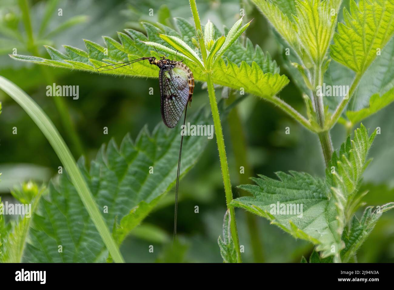 Insetto comune di mayfly (Ephemera danica) tra le ortiche durante maggio, Inghilterra, Regno Unito Foto Stock