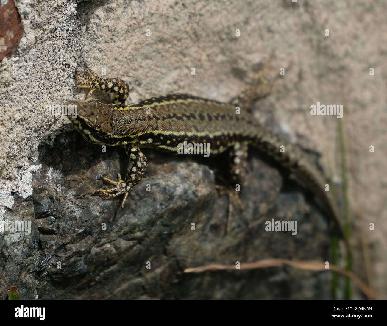 Giovane parete comune lizard Podarcis muralis che vive fino al suo nome aggrappato al muro del Castello di Mont Orgueil, Gorey, Jersey, Isole del canale Foto Stock