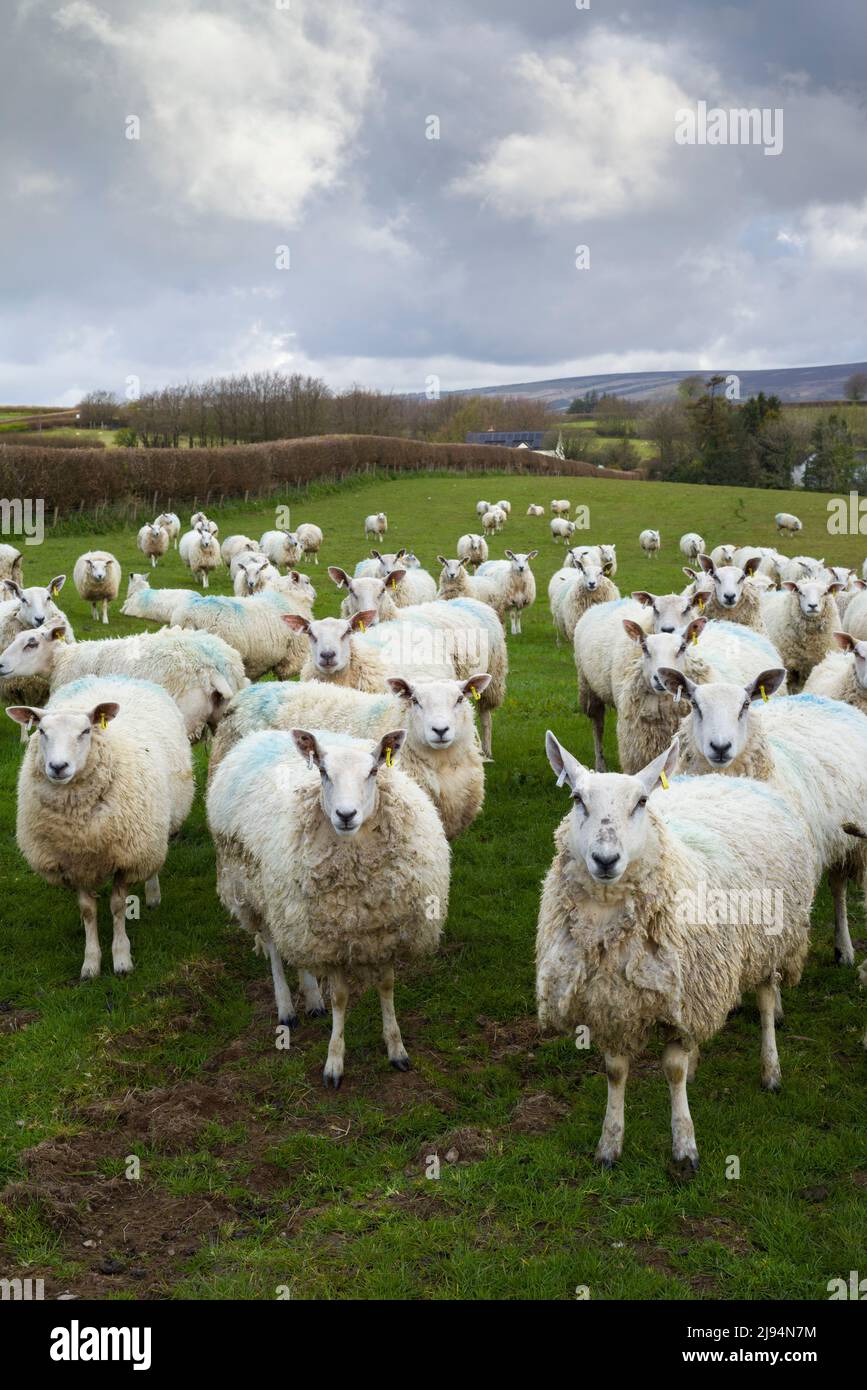 Un gregge di pecore sulla via Coleridge vicino a Wheeddon Cross nelle colline di Brendon, Exmoor National Park, Somerset, Inghilterra. Foto Stock