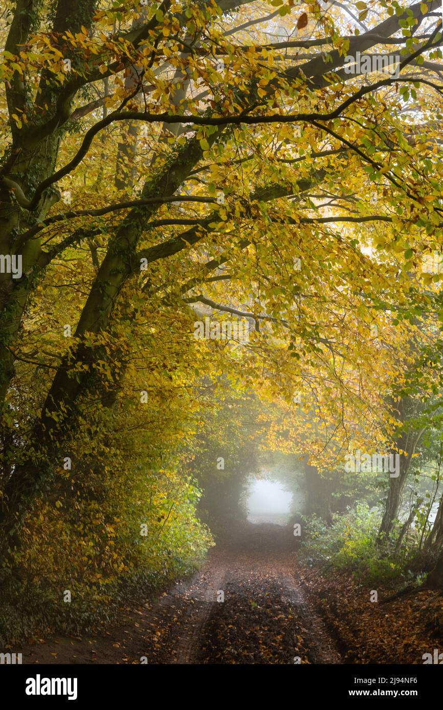Una corsia verde attraverso la nebbia autunnale Hazel Woods, Nailsworth, Cotswolds, Gloucestershire Foto Stock