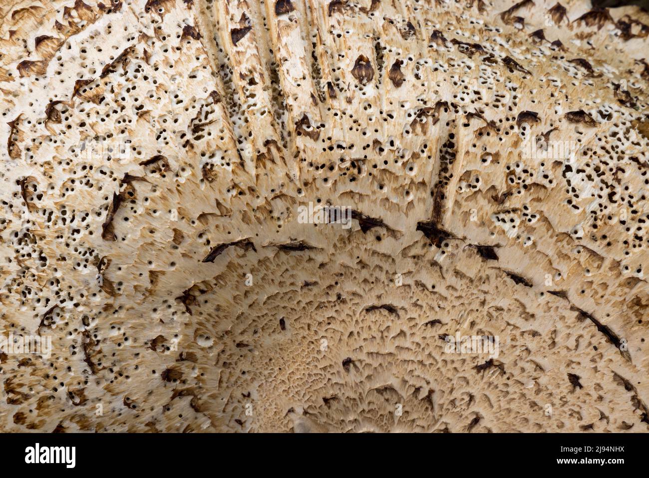 Un fungo selvaggio, Cranborne Chase, Dorset, Inghilterra, Regno Unito Foto Stock