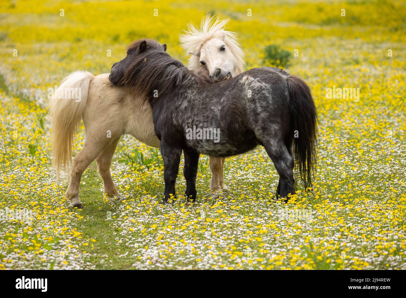 Cavalli in un campo di farfalle, Milborne Port, Somerset, Inghilterra, Regno Unito Foto Stock