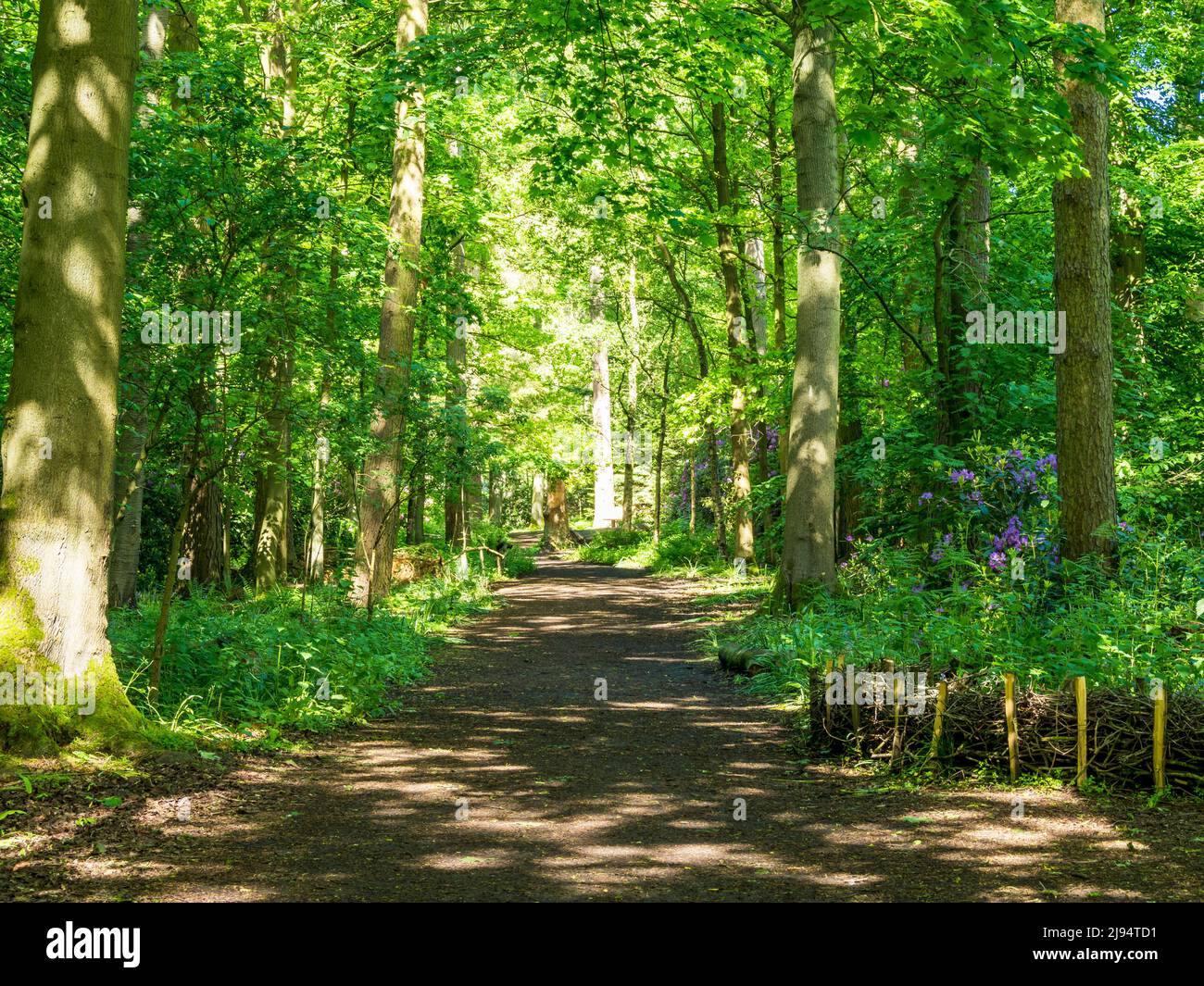 Strada di campagna attraverso alberi verdi in primavera luce del sole Foto Stock