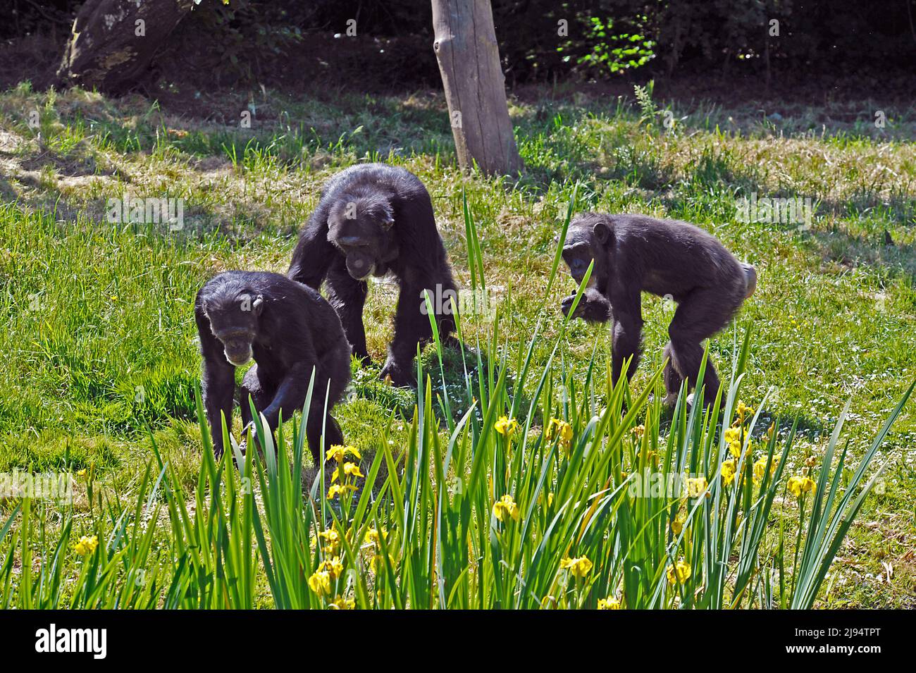 Scimpanzé Foto Stock