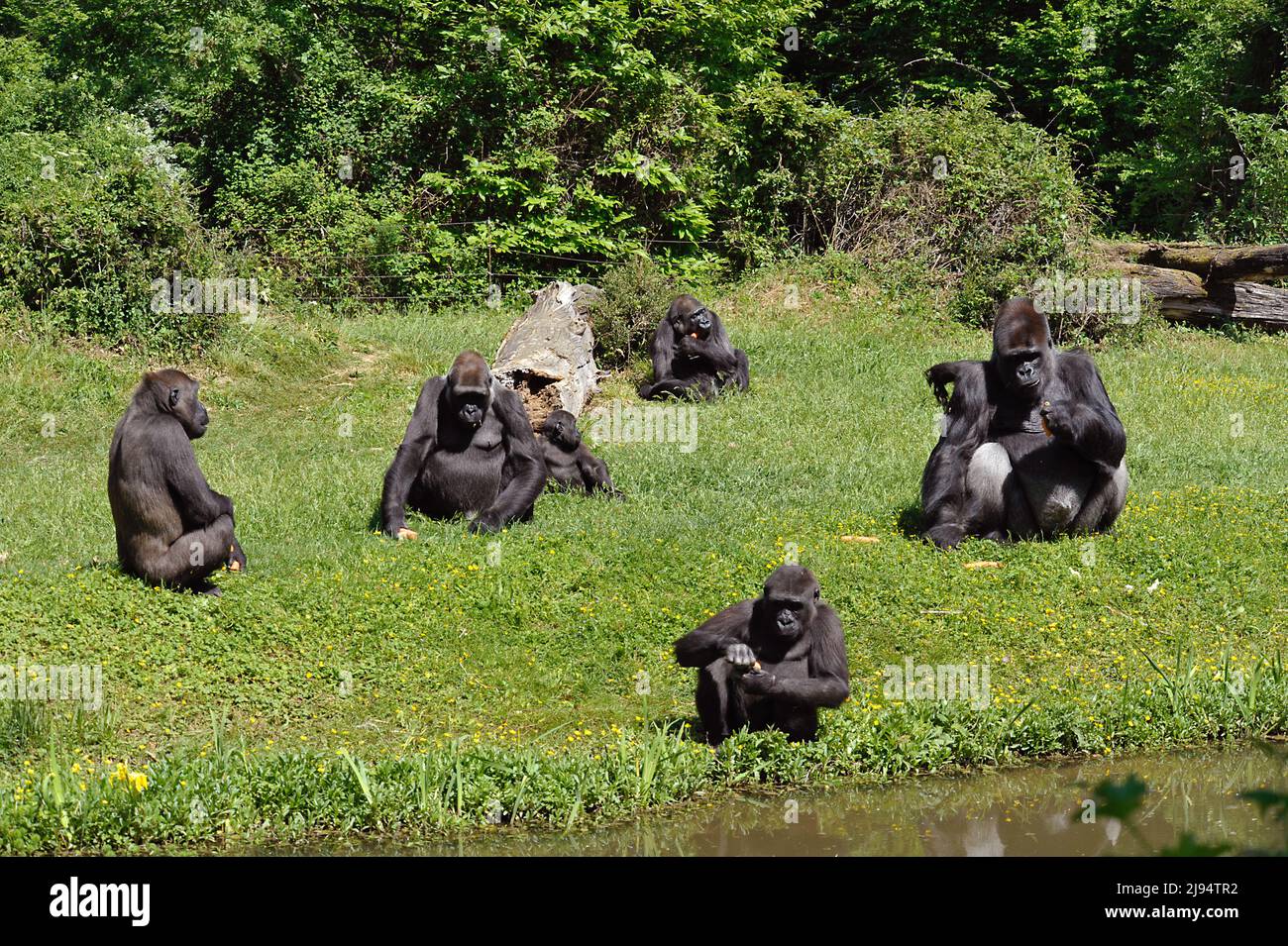Famiglia di gorilla Foto Stock