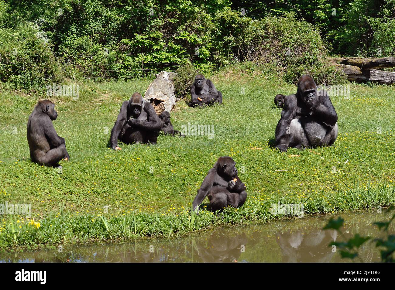 Famiglia di gorilla Foto Stock