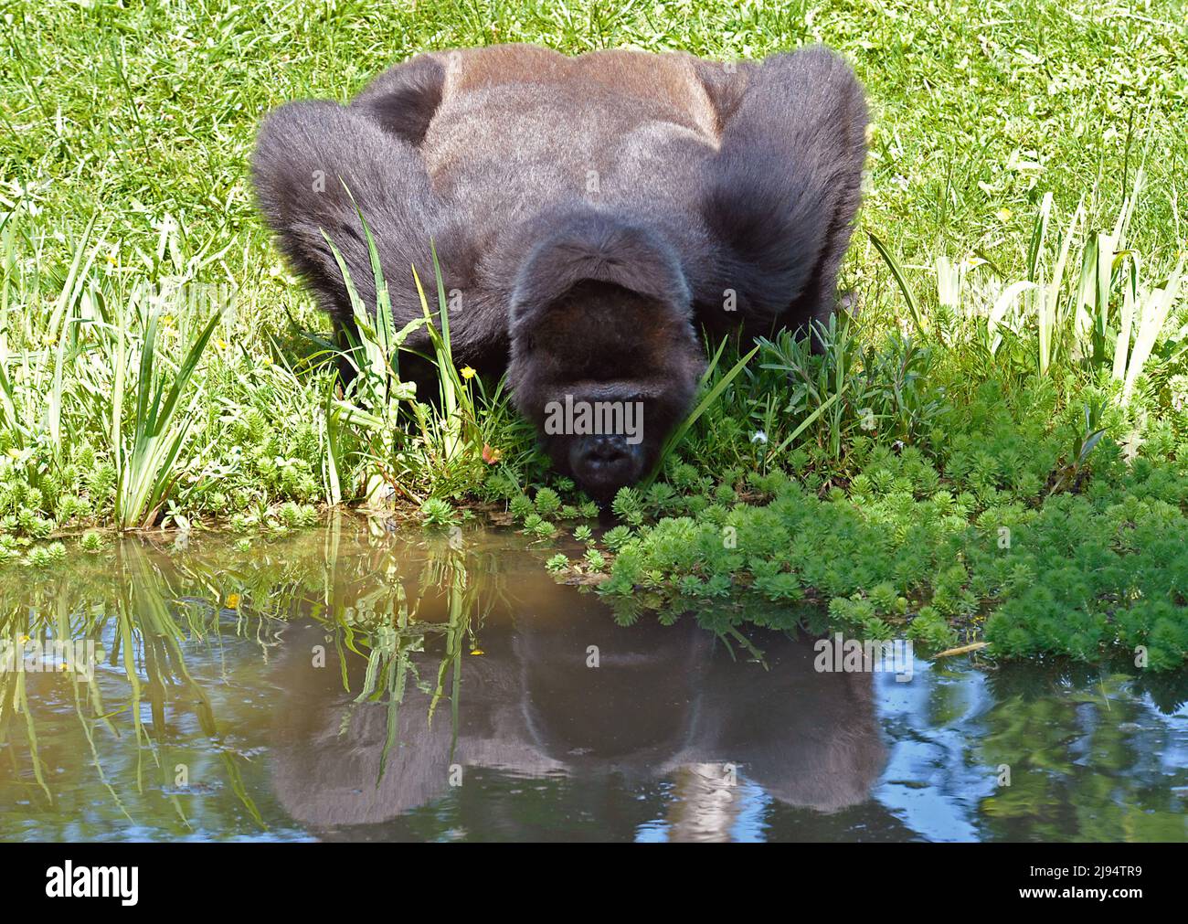 Gorilla bere Foto Stock