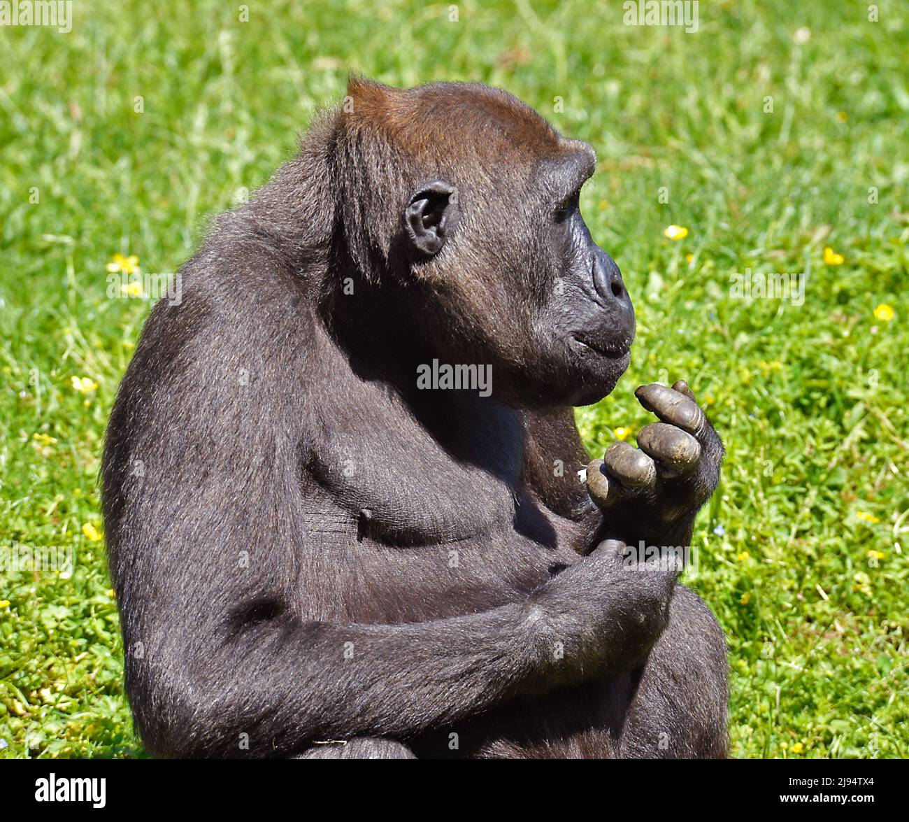 Gorilla femmina Foto Stock