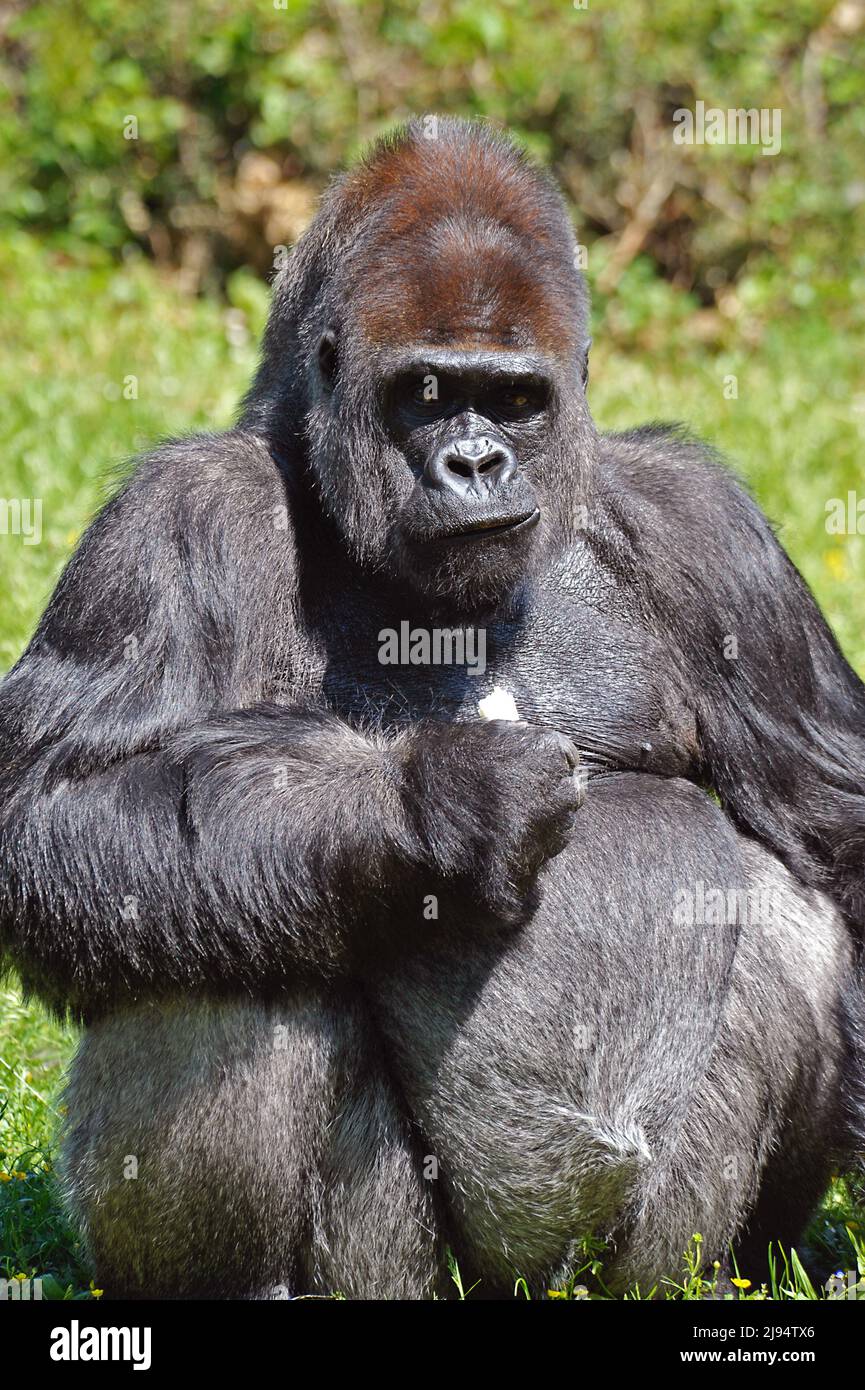 Gorilla Silverback Foto Stock