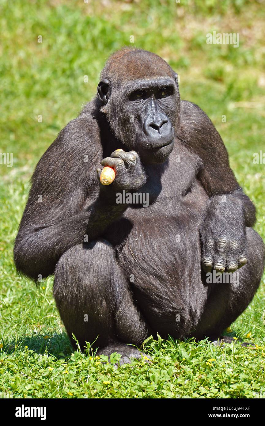 Gorilla femmina Foto Stock