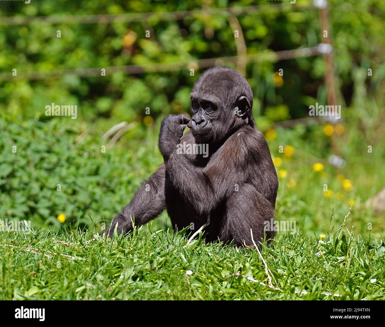 Giovane Gorilla Foto Stock