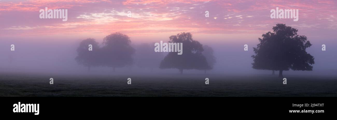 Dawn in una mattinata nebbiosa Milborne Port, Somerset, Inghilterra, Regno Unito Foto Stock