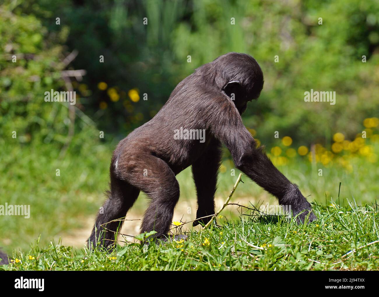Giovane Gorilla Foto Stock