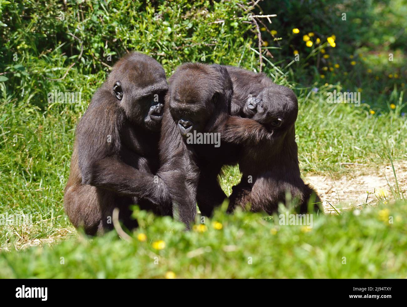 Giovani gorilla Foto Stock