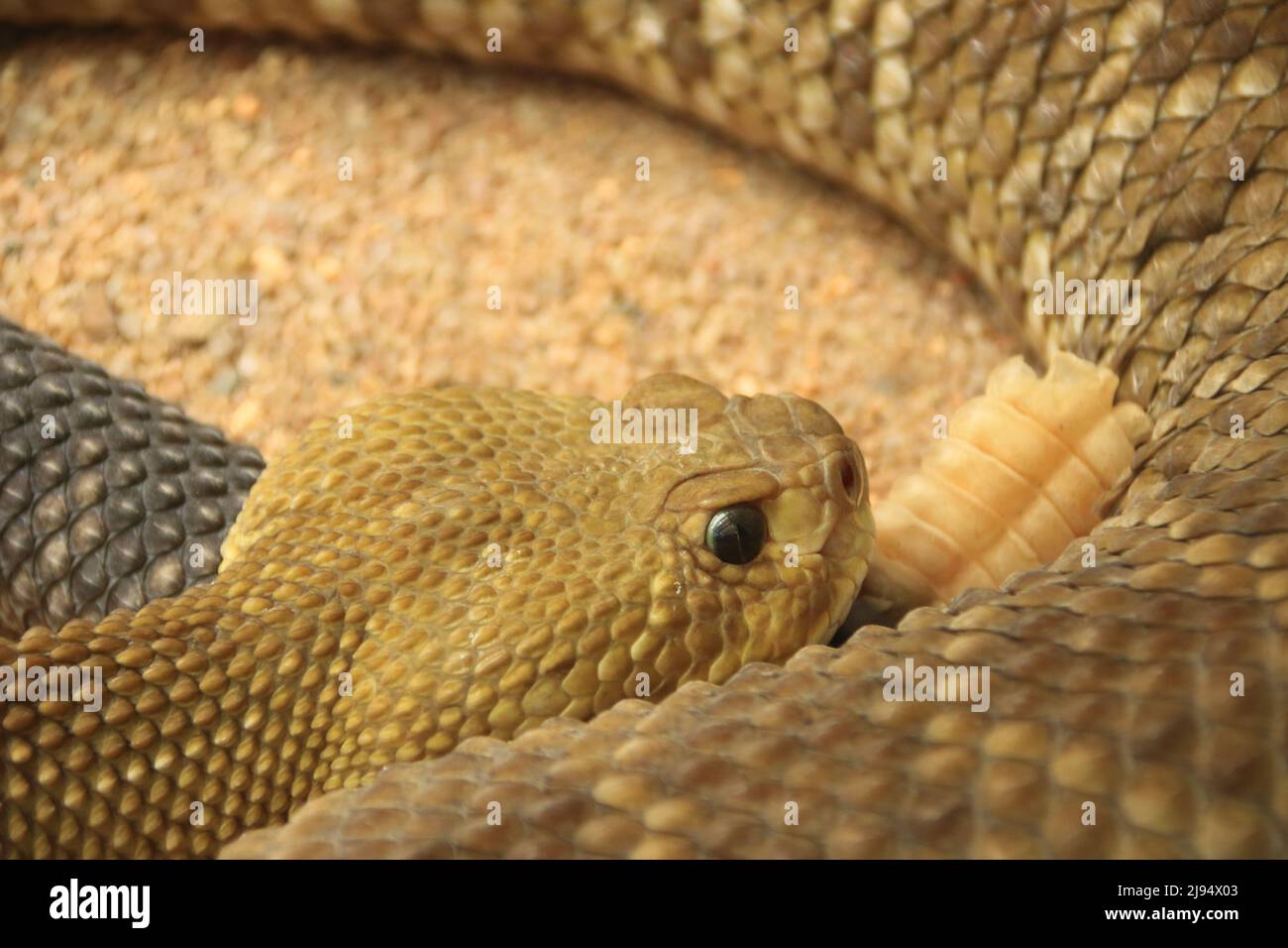 Testa e coda di un serpente Foto Stock