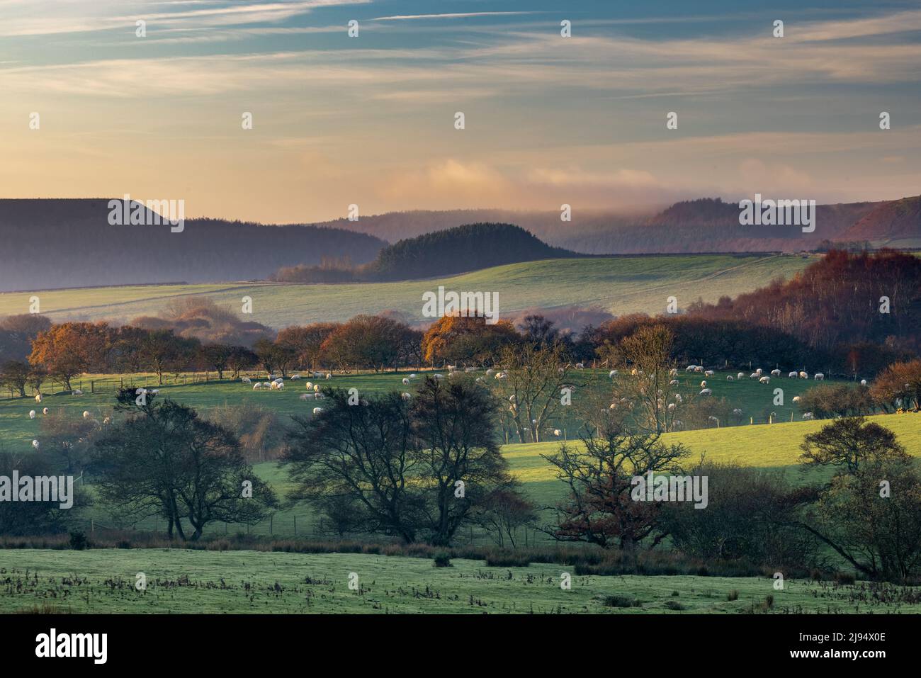 Pecora pascolo in Harwood Dale, North Yorkshire, Inghilterra, Regno Unito Foto Stock