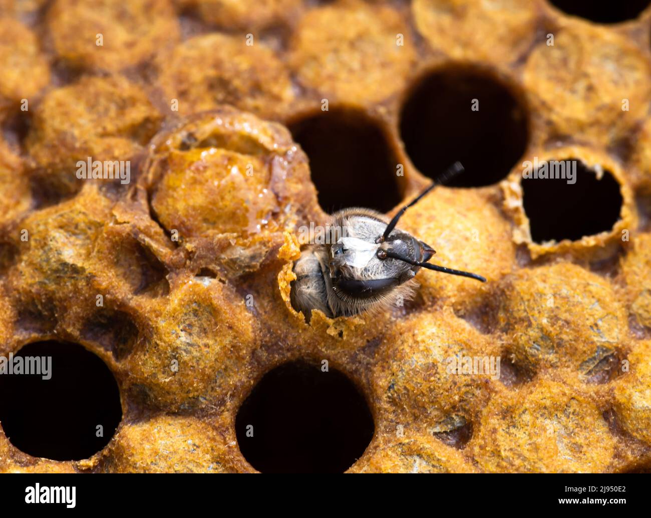 L'ape di miele di lavoratore che emerge da telaio di covata tappato Foto Stock