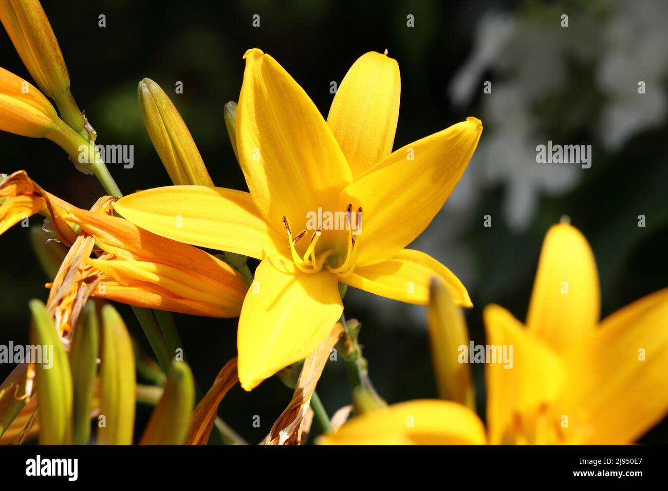 primo piano di una bella luce solare giallo hemerocallis su uno sfondo scuro sfocato, vista diretta nel fiore Foto Stock