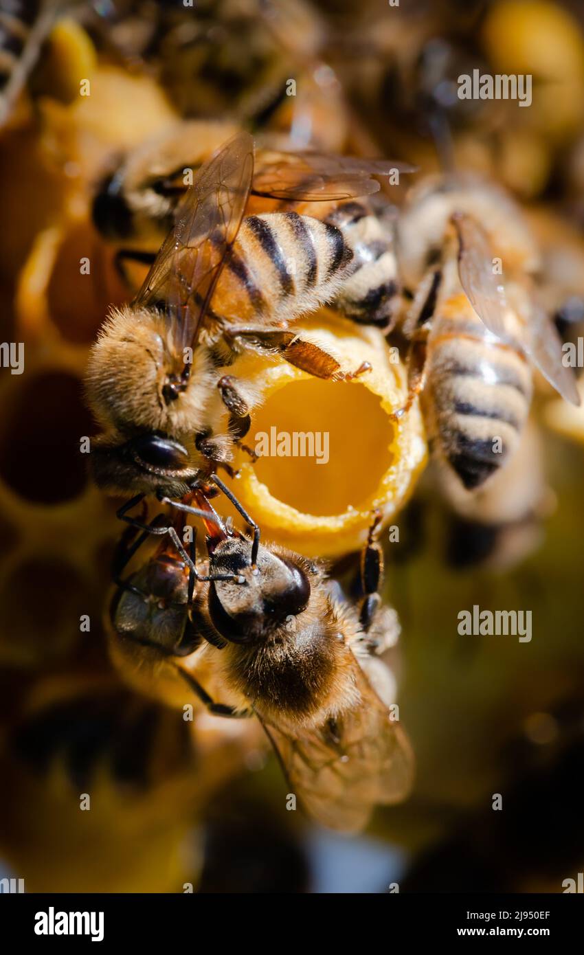 Api da infermiera che circondano l'estremità aperta di una cella regina con una larva all'interno Foto Stock