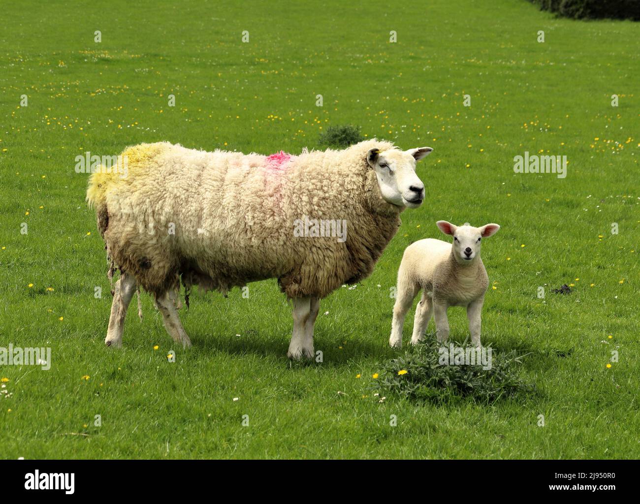 Pecora con il suo agnello in un lussureggiante prato inglese Foto Stock