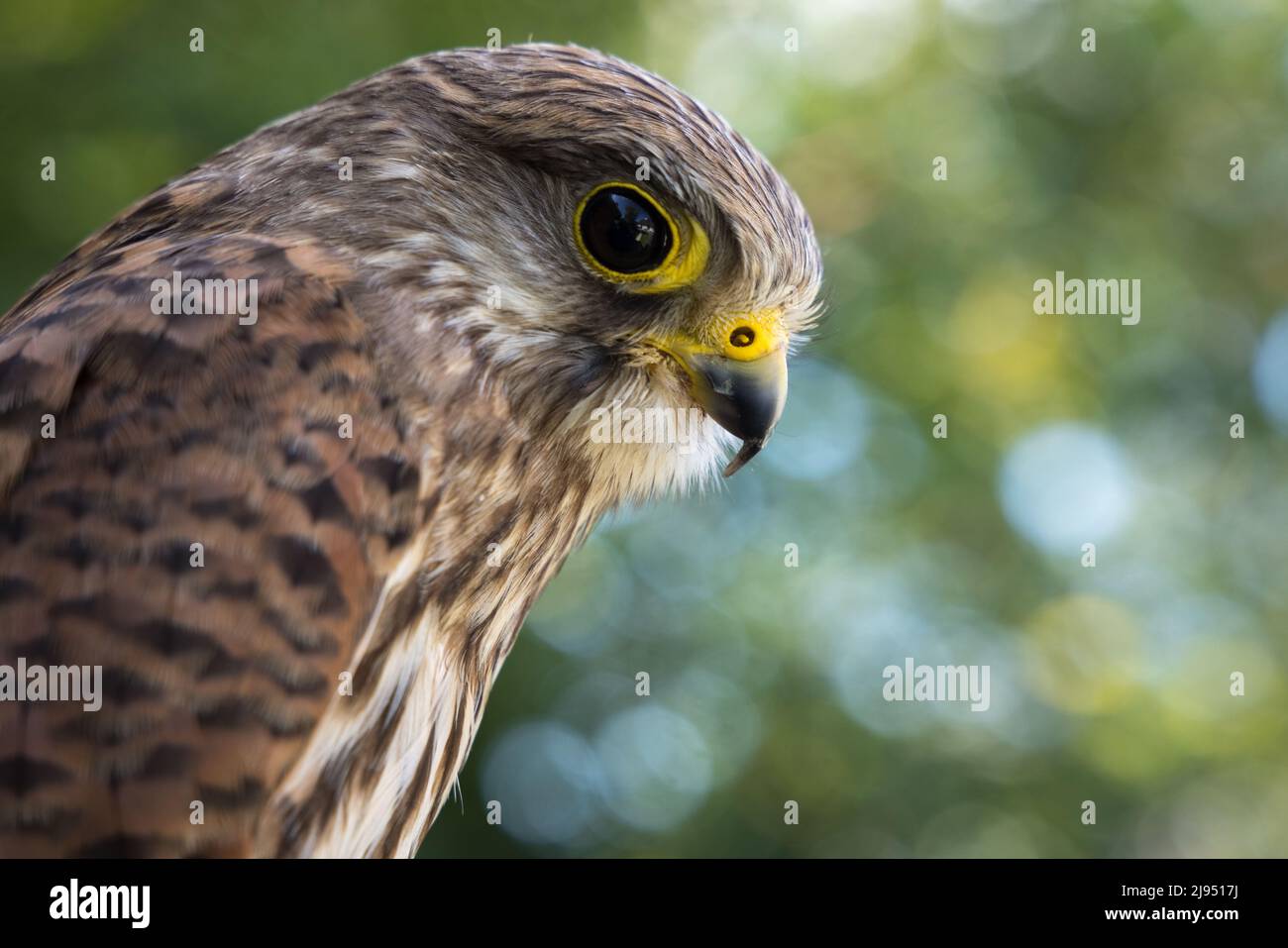 A Kestrel, Pitcombe Rock Falconry, Somerset, Inghilterra, Regno Unito Foto Stock