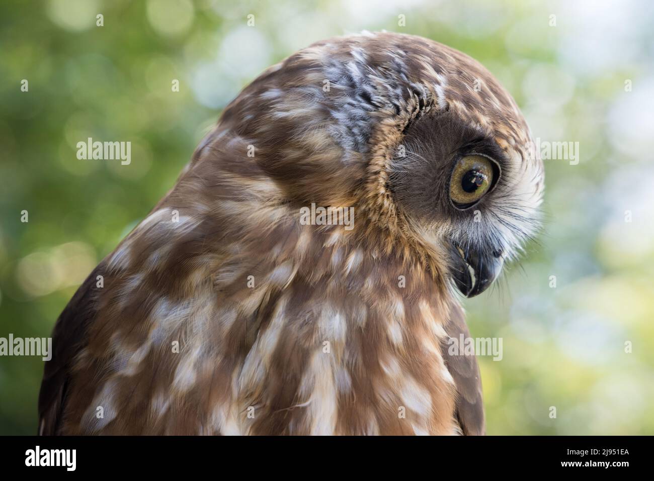A Morepork Owl, Pitcombe Rock Falconry, Somerset, Inghilterra, Regno Unito Foto Stock
