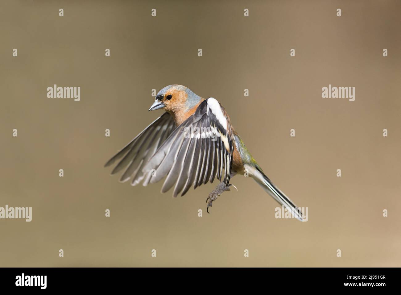 Chaffinch comune (Fringilla coelebs) maschio adulto volare, Suffolk, Inghilterra, aprile Foto Stock