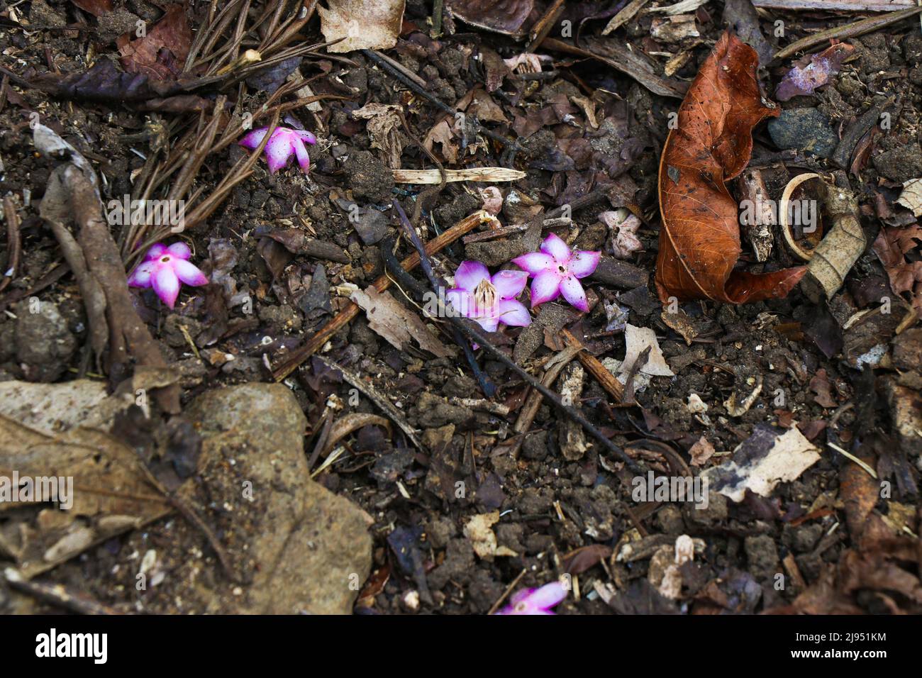 Piccoli fiori rosa sono caduti da un albero a terra insieme a foglie secche Foto Stock