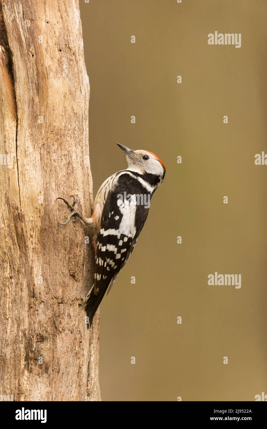 Woodpecker (Dendrocopos medius) adulto arroccato sul tronco, Debrecen, Ungheria, aprile Foto Stock