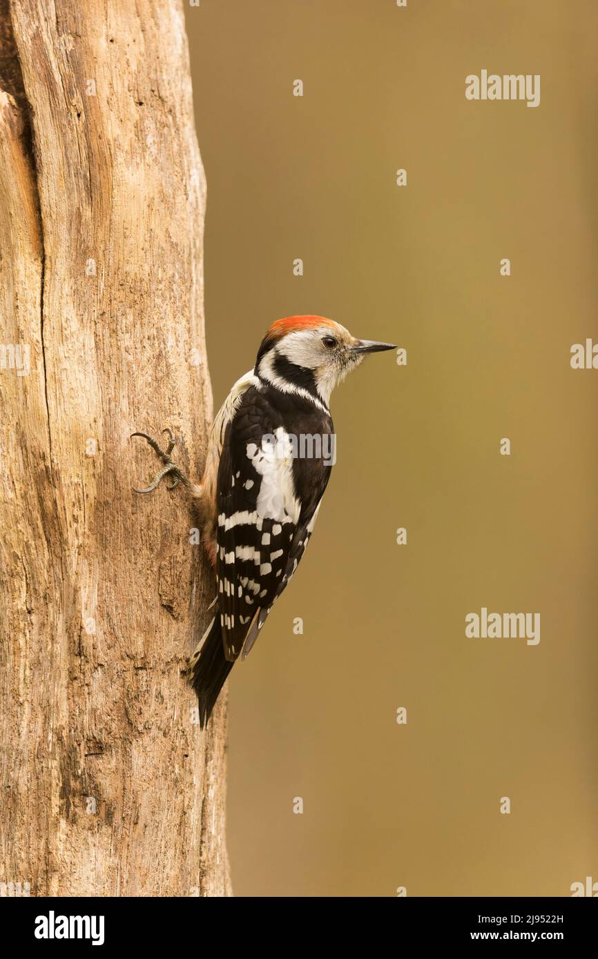 Woodpecker (Dendrocopos medius) adulto arroccato sul tronco, Debrecen, Ungheria, aprile Foto Stock